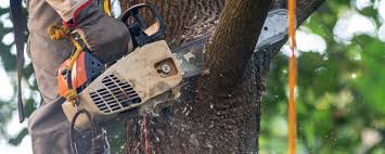 Best Stump Grinding and Removal  in Oceano, CA