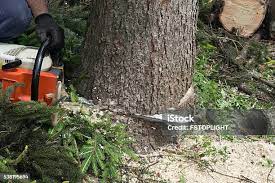 Professional Tree Care in Oceano, CA