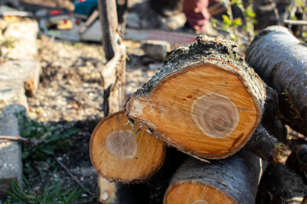 How Our Tree Care Process Works  in  Oceano, CA