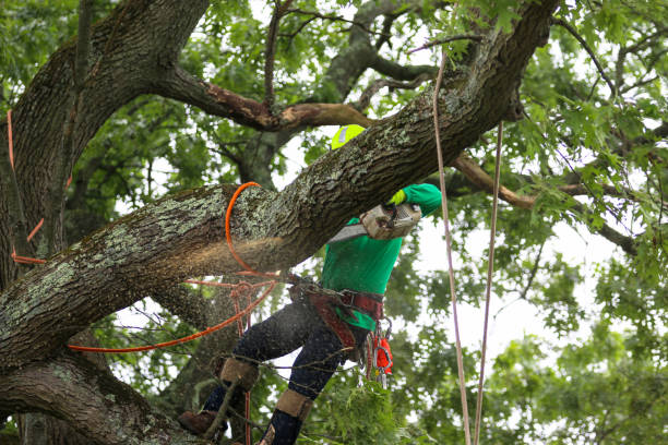 Best Emergency Tree Removal  in Oceano, CA