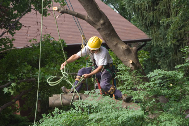 Best Arborist Consultation Services  in Oceano, CA