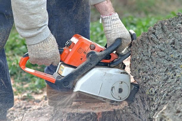 Best Tree Disease Treatment  in Oceano, CA