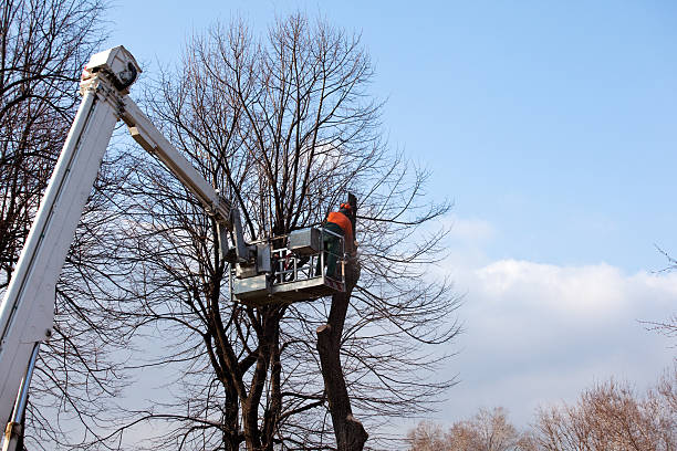 Best Root Management and Removal  in Oceano, CA